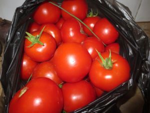 Fresh organic tomatoes in Ecuador