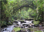 Virgin Forest