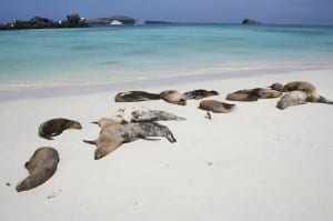 Sea Lions resting ashore Espanola Island, Galapagos, Ecuador.