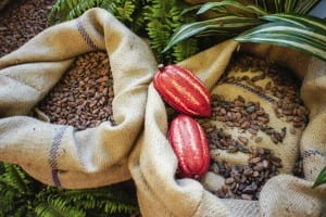 Cocoa Beans and Fruits Ecuador